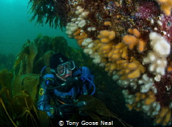 Diver looking at dead mans fingers by Tony Goose Neal 